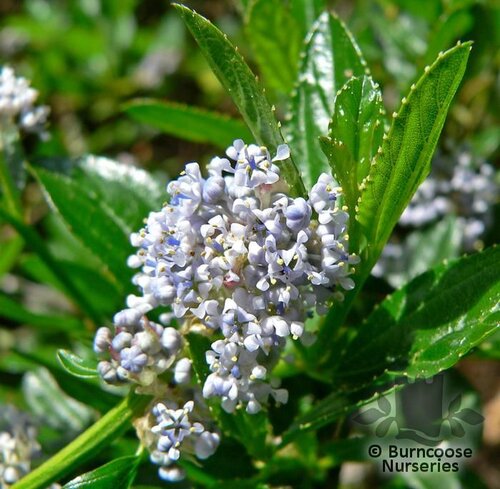 CEANOTHUS thyrsiflorus var repens 