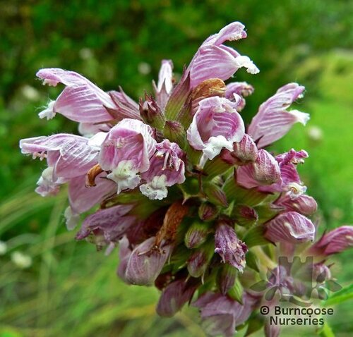 CEDRONELLA canariensis  