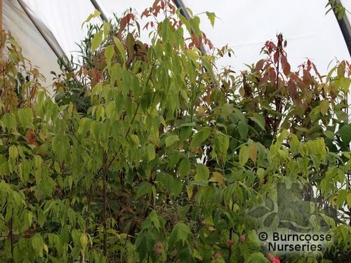 CELTIS australis  