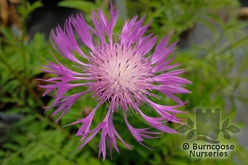 CENTAUREA dealbata  