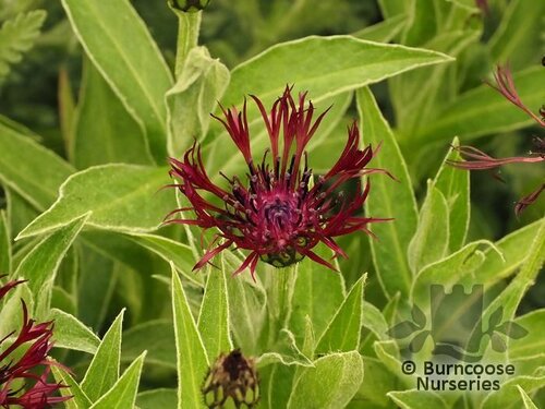 CENTAUREA 'Jordy'  