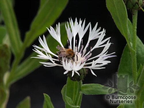 CENTAUREA montana 'Alba' 