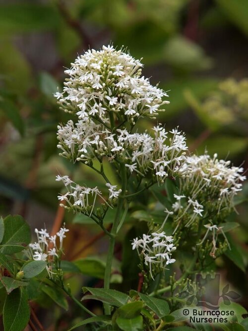 CENTRANTHUS ruber 'Albus' 