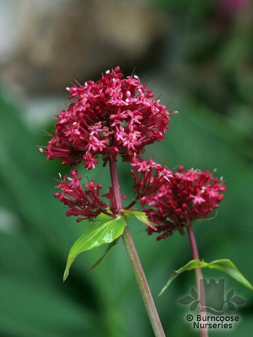 CENTRANTHUS   
