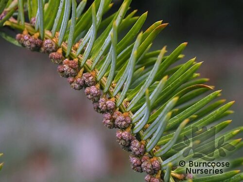 CEPHALOTAXUS fortunei  