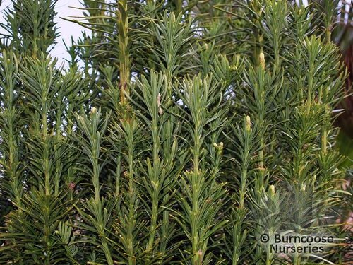 CEPHALOTAXUS harringtonia  'Fastigiata' 