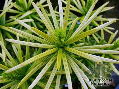 CEPHALOTAXUS harringtonia  'Korean Gold' 