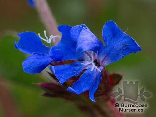 CERATOSTIGMA griffithii  