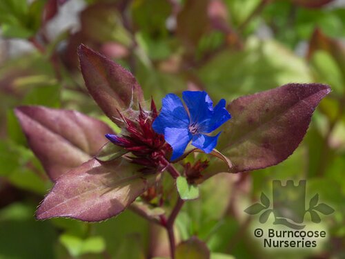 CERATOSTIGMA plumbaginoides  
