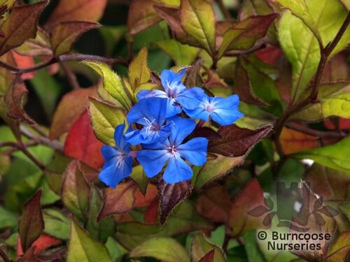 CERATOSTIGMA   