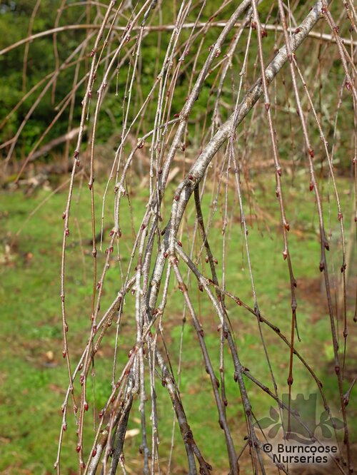 CERCIDIPHYLLUM japonicum 'Pendulum' 