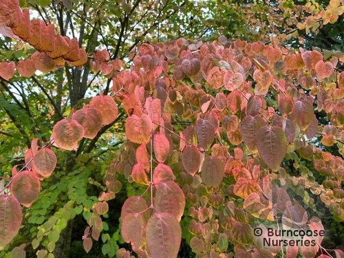 CERCIDIPHYLLUM japonicum  