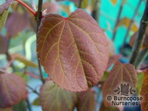 CERCIDIPHYLLUM   