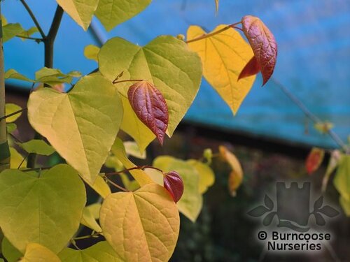 CERCIS canadensis 'Eternal Flame' 
