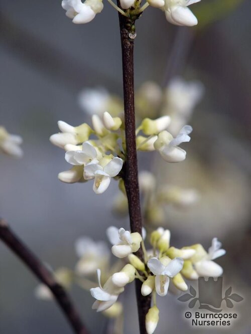CERCIS canadensis var. texensis 'Texas White'