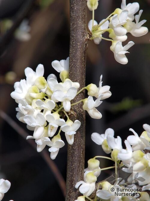 CERCIS   