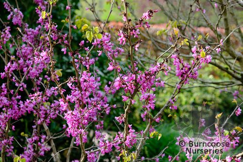 CERCIS chinensis 'Avondale' 