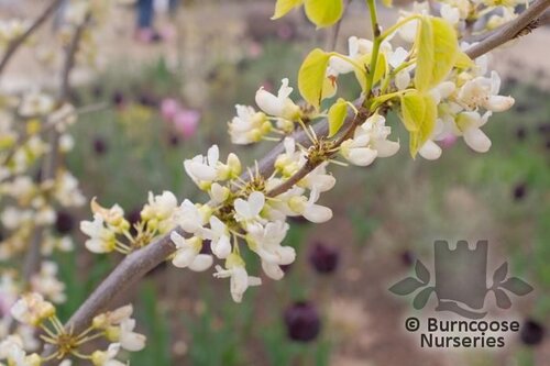 CERCIS chinensis 'Shirobana' 