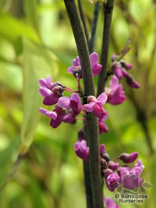 CERCIS canadensis var. texensis 'Oklahoma Redbud'