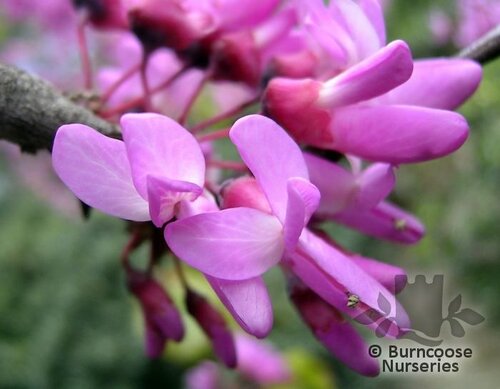 CERCIS siliquastrum 'Bodnant' 