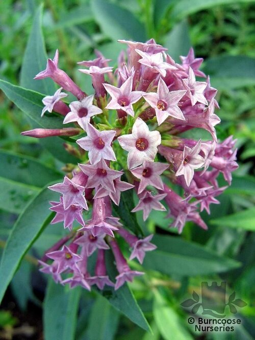 CESTRUM 'Cretan Purple'  