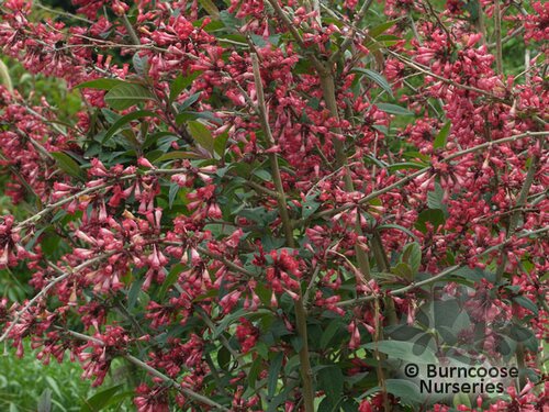 CESTRUM   