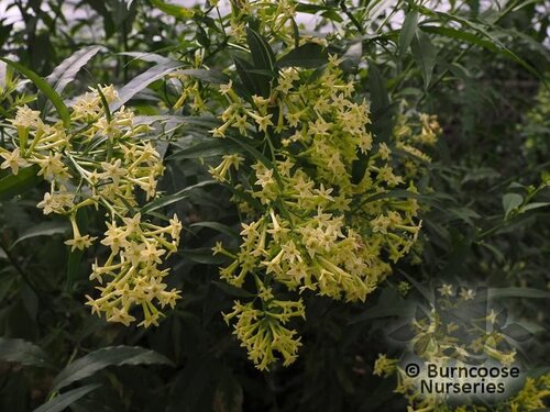 CESTRUM parqui  