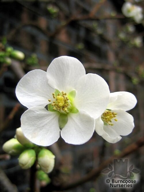 CHAENOMELES speciosa 'Nivalis' 