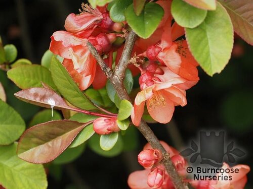 CHAENOMELES speciosa 'Geisha Girl' 