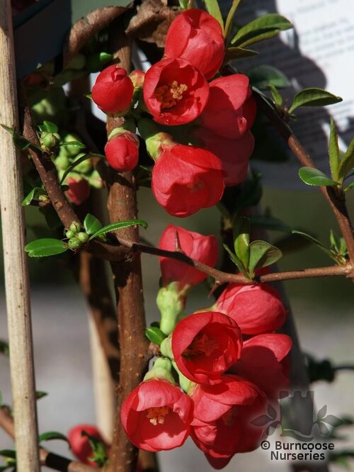 CHAENOMELES speciosa 'Rubra' 