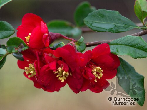 CHAENOMELES   