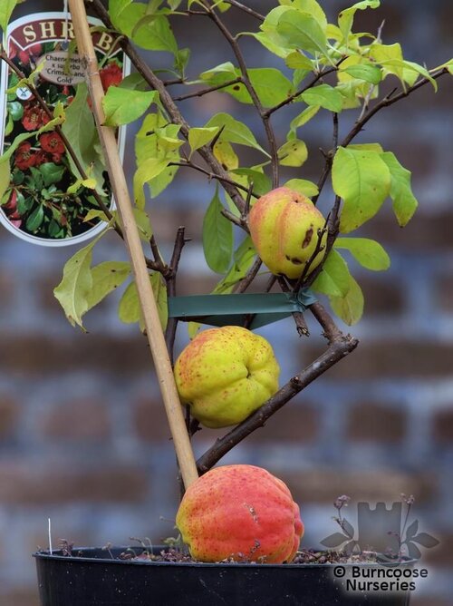 CHAENOMELES x superba 'Crimson and Gold' 
