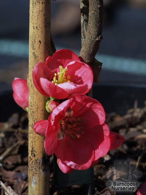 CHAENOMELES x superba 'Pink Lady' 