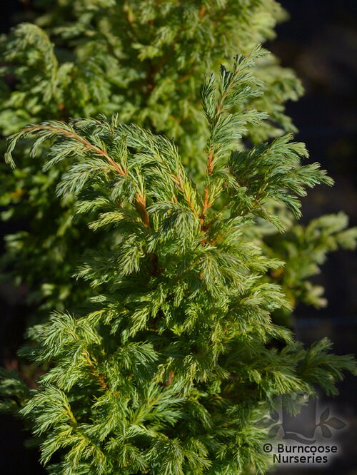 CHAMAECYPARIS pisifera 'Boulevard' 
