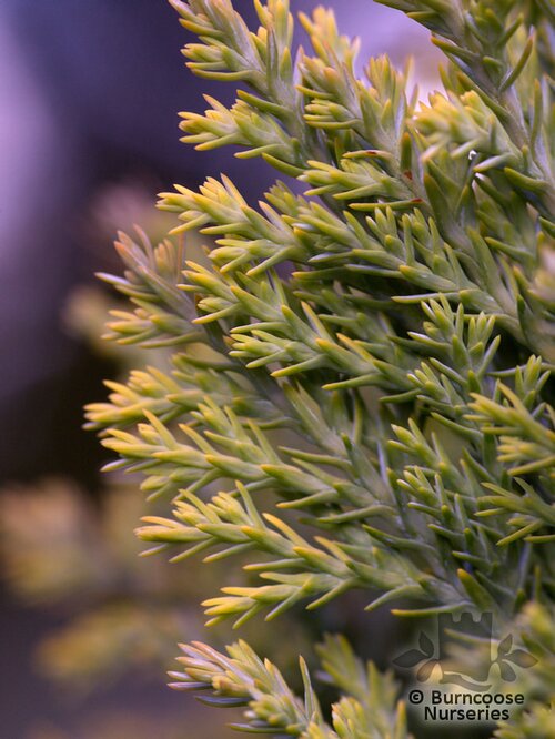 CHAMAECYPARIS lawsoniana 'Ellwood's Gold' 