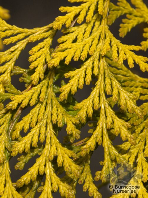 CHAMAECYPARIS lawsoniana 'Stardust' 