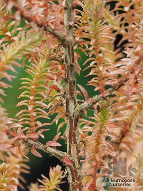 CHAMAECYPARIS thyoides 'Rubicon' 