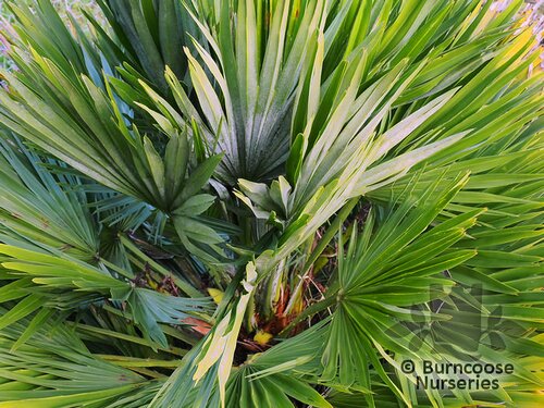 CHAMAEROPS humilis  