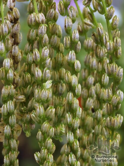 CHIASTOPHYLLUM oppositifolium  