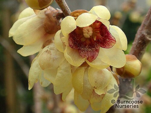 CHIMONANTHUS   