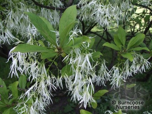 CHIONANTHUS virginicus  