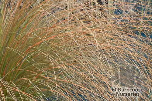 CHIONOCHLOA rubra  