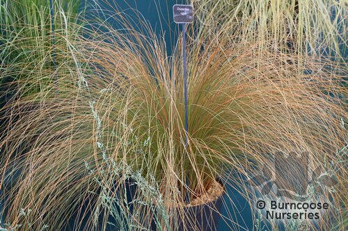 CHIONOCHLOA   