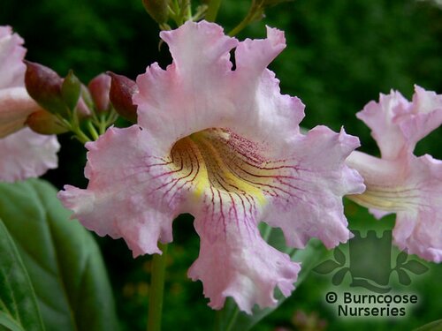 CHITALPA tashkentensis 'Pink Dawn' 