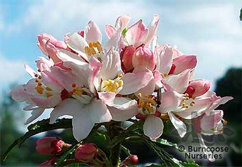 CHOISYA x dewitteana 'Apple Blossom' 