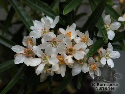 CHOISYA x dewitteana 'Aztec Pearl' 