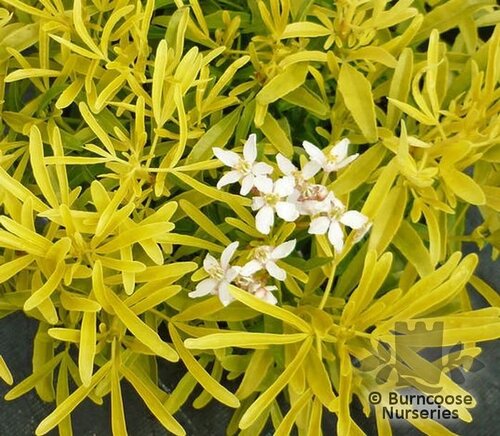CHOISYA x dewitteana 'Aztec Gold' 