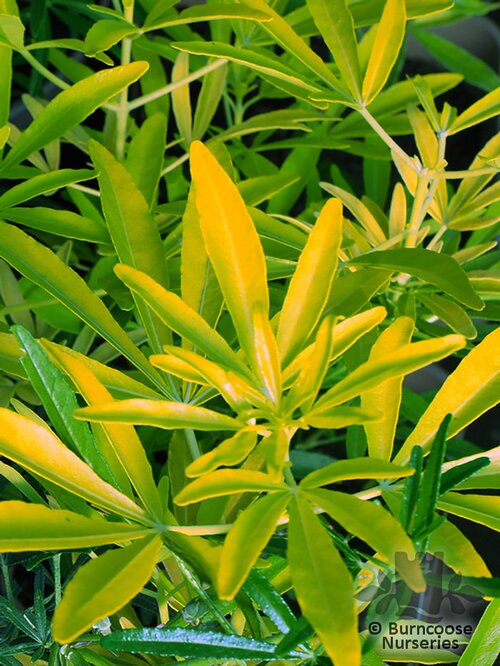 CHOISYA x 'Gold Star'  
