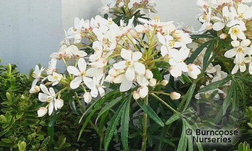CHOISYA x 'Scented Gem'  