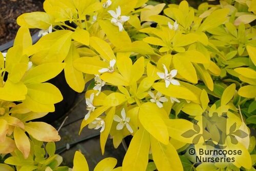CHOISYA ternata 'Sundance' 